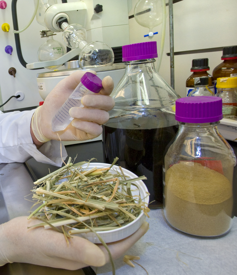 JBEI researcher  with switchgrass - lignocellulose deconstruction