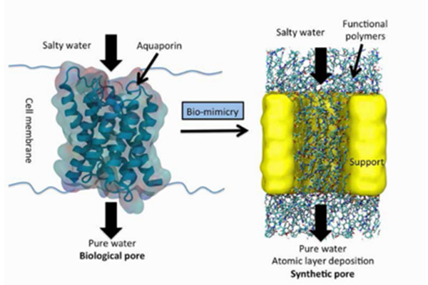 novel water treatment membranes