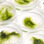 Algae in petri dishes for experiment