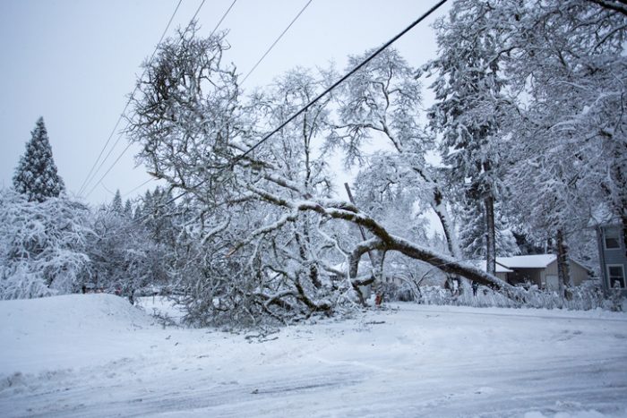Fallen tree on snowy day downing a power line.