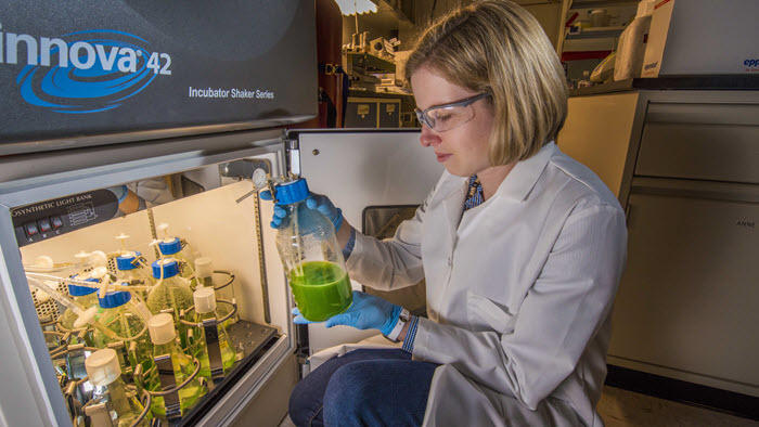 A researchers looks at a vial of algae