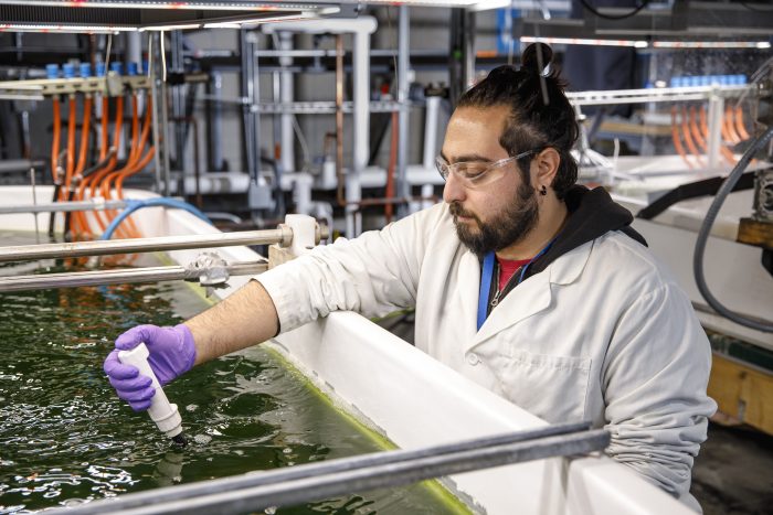 A researcher stands beside an algae raceway. They hold a white plastic instrument that is partially submerged in the algae-filled water.